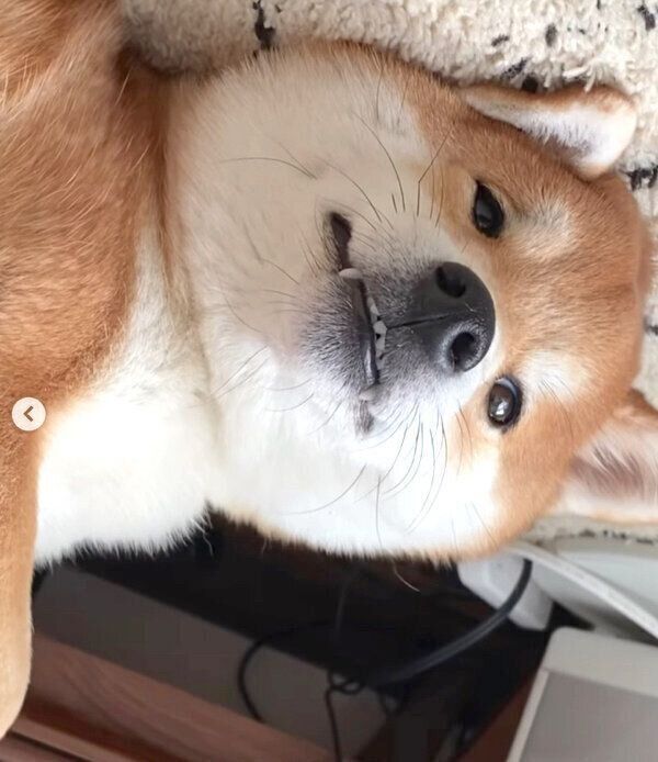 なんちゅう顔してんの 笑 まったりくつろぐ犬の フシギ可愛い表情 が笑える いぬのきもちweb Magazine